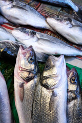 a lot of fresh fish lies on the counter