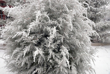 Frosted branch of the thuja tree in the city park