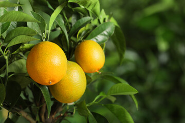 Closeup view of lemon tree with ripe fruits outdoors