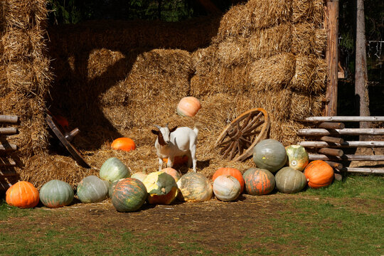 goat eats autumn harvest pumpkins