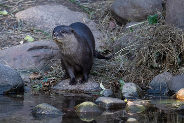 Asian small-clawed otter posing