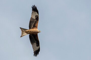 Obraz premium Nibbio reale