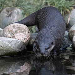 Asian small-clawed otter at the water edge