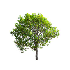 Obraz premium Tree isolated on white background.