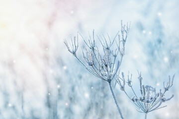 Dry frozen plant, winter nature scenery, winter background.