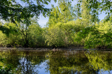 Fototapeta na wymiar View of the pond through the trees