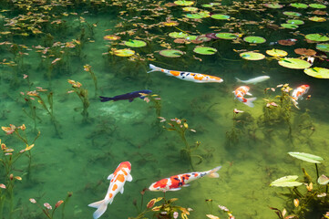 岐阜県関市根道神社の名もなき池　通称モネの池