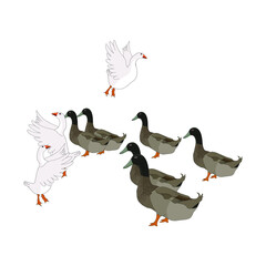 Beautiful Duck Vector file