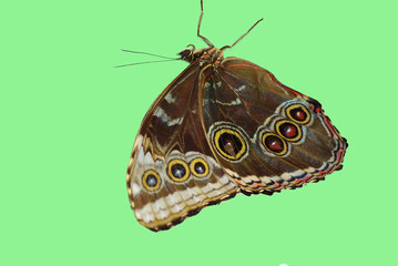 Tropical butterfly, Isolated on a light green background. 