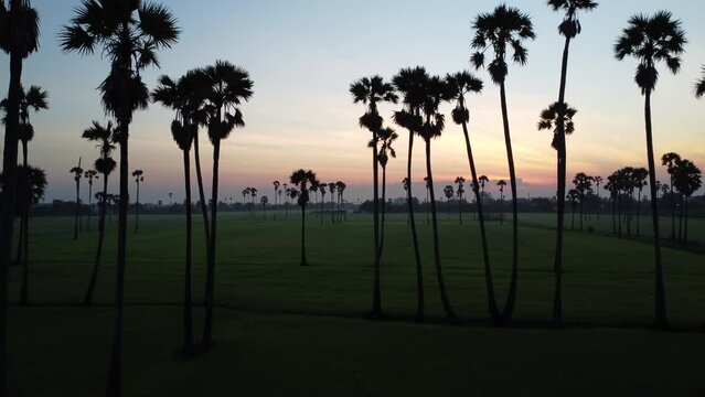 Aerial view of sugar palm trees and morning sun with paddy filed.