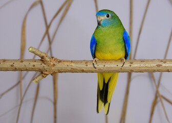 Ein Schönsittich Weibchen (Neophema pulchella) in der Voliere.