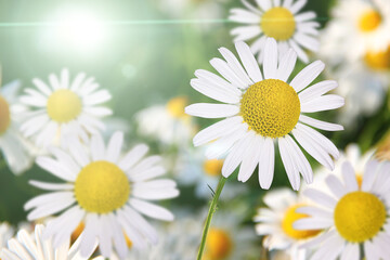 Beautiful chamomile flowers in the meadow. Spring or summer nature scene with blooming chamomile