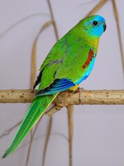 Schönsittich Männchen (Neophema pulchella) in der Voliere.