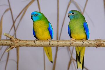 Ein Paar Schönsittiche (Neophema pulchella) in der Voliere.