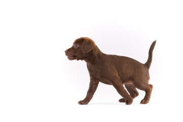 Patterdale terrier puppy on white Background