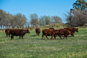 Fototapeta premium Cows fed with natural grass in pampas countryside, Patagonia, Argentina.