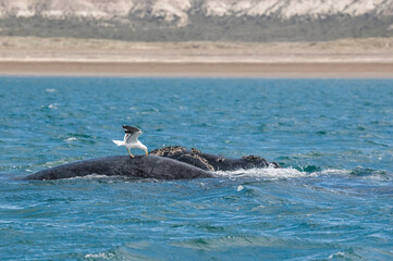 Whale tail out of water, Peninsula valdes,Patagonia,Argentina.