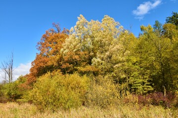 Colorful forest with red and yellow autumn foliage