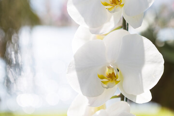 Closeup white orchid flower over blurred nature background, outdoor day light, spring season garden