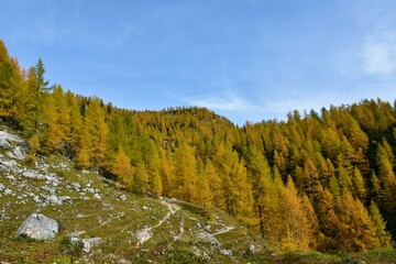Fototapeta na wymiar Hills covered in autumn colored larch (Larix decidua) in Julian alps, Slovenia
