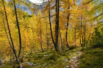 Golden colored larch (Larix decidua) forest