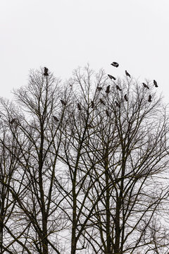 Vertical photo of bevy crows roosting in winter forest. Jackdaws perched on top of the tree branches. Group of ravens roosting in winter park at grey rainy day.  