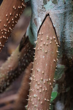 Socratea exorrhiza, walking palm or cashapona, Amazon rainforest near Manaus, Brazil. The walking palm walks to seek sunlight.