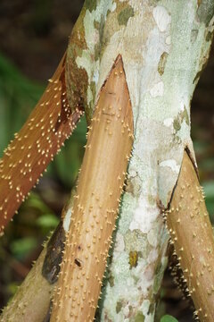 Socratea exorrhiza, walking palm or cashapona, Amazon rainforest near Manaus, Brazil. The walking palm walks to seek sunlight.