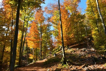 Colorful orange, yellow and red autumn beech (Fagus sylvatica) forest
