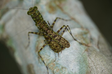 Pair of Liturgusa sp (liturgusidae) praying mantis (Liturgusidae) camouflaging, Amazon rainforest near Manaus, Brazil.