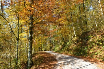 Gravel road leading through autumn red and yellow forest