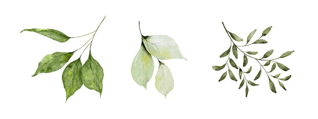 Set of watercolor green leaves elements