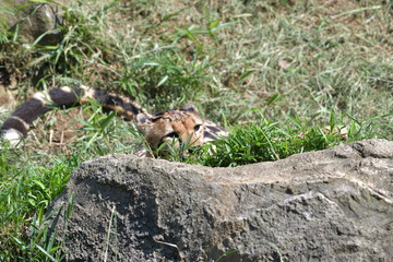 岩陰に隠れているチーター