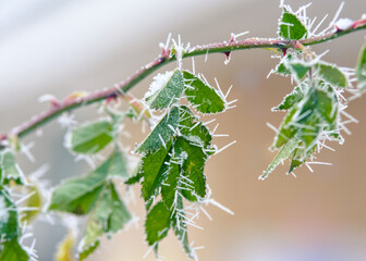 Green rose leaves covered with frost