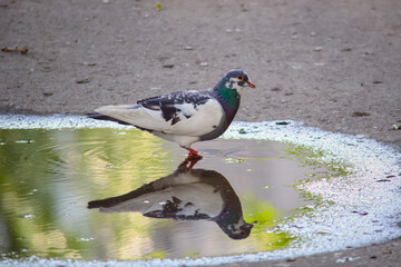 Dove and its mirror reflection in a puddle after rain