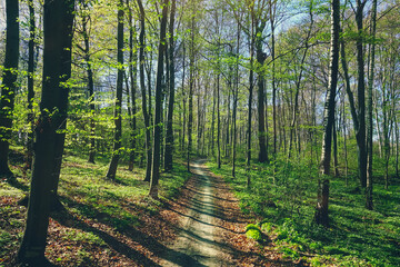 Pathway in the spring forest in sunny day