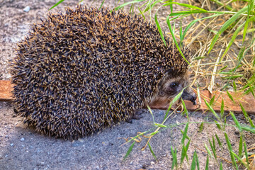 Hedgehog in the city, on the pavement