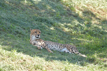 多摩動物公園のチーター