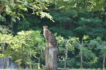 繋がった斑点模様が特徴のキングチーター