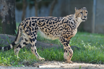 繋がった斑点模様が特徴のキングチーター