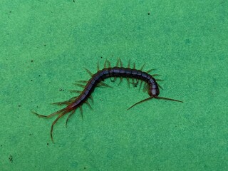 centipede insect green screen background