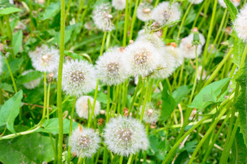 Glade of fresh meadow dandelions on a sunny spring day. Flowering dandelions. Excellent background for the expression of spring mood.