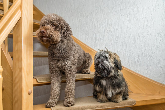 Zwei kleine Hunde sitzen auf der Haustreppe und warten auf ihren Menschen