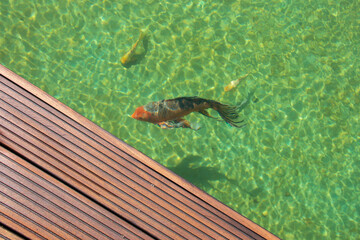 Cumaru wood grooved deck and water with colorful carp fishes close up, contrasting texture detail of decorative natural lake