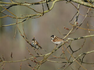 male reed buntings (Emberiza schoeniclus) perched in tree during late winter