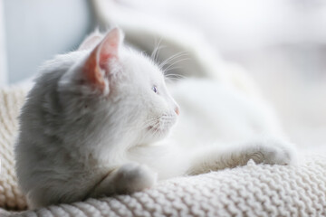 white sleepy cat