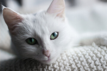 white sleepy cat