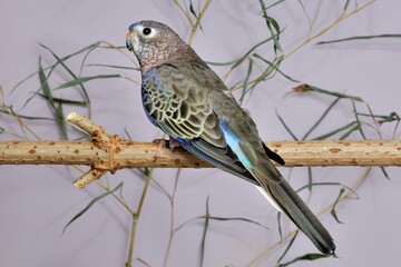 Ein Bourkesittich (Neopsephotus bourkii) in der Voliere.