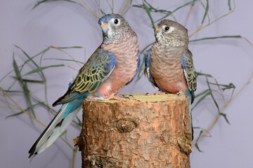 Ein Bourkesittich Paar (Neopsephotus bourkii) in der Voliere.