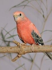 Ein Bourkesittich (Neopsephotus bourkii) in der Voliere.,
Mutation rosa.